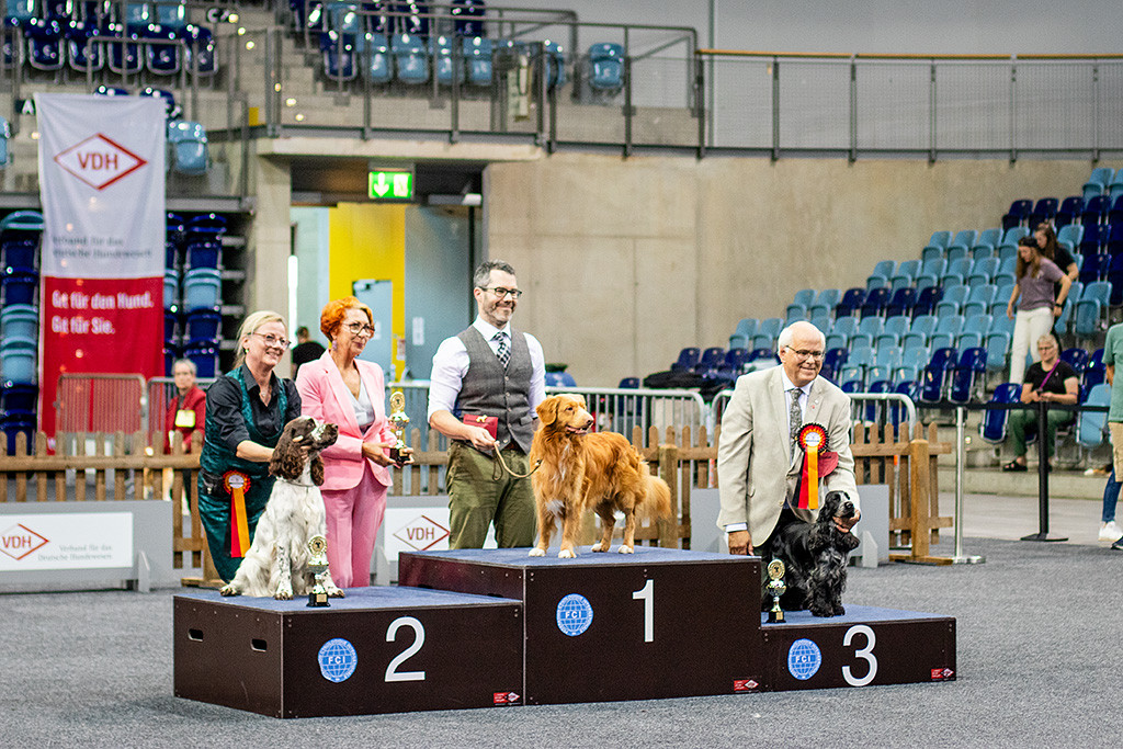 Newton steht auf dem Treppchen ganz oben auf Platz 1, Platz 2 geht an den English Springer Spaniel, Platz 3 an den American Cocker Spaniel
