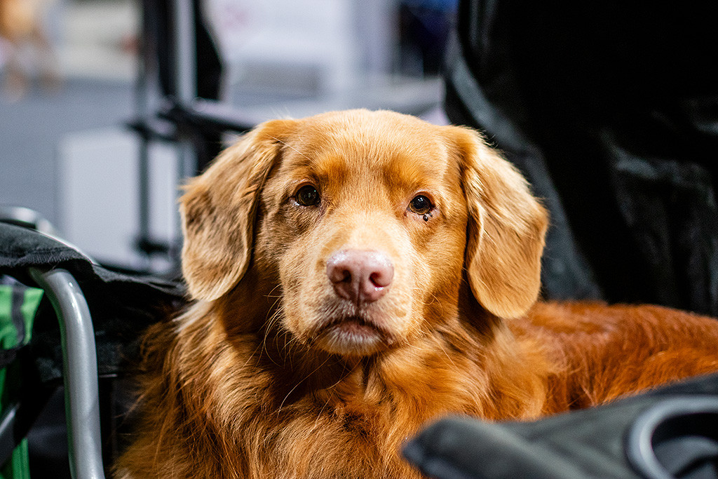 Edison sitzt auf einem Stuhl und schaut ernst in die Kamera