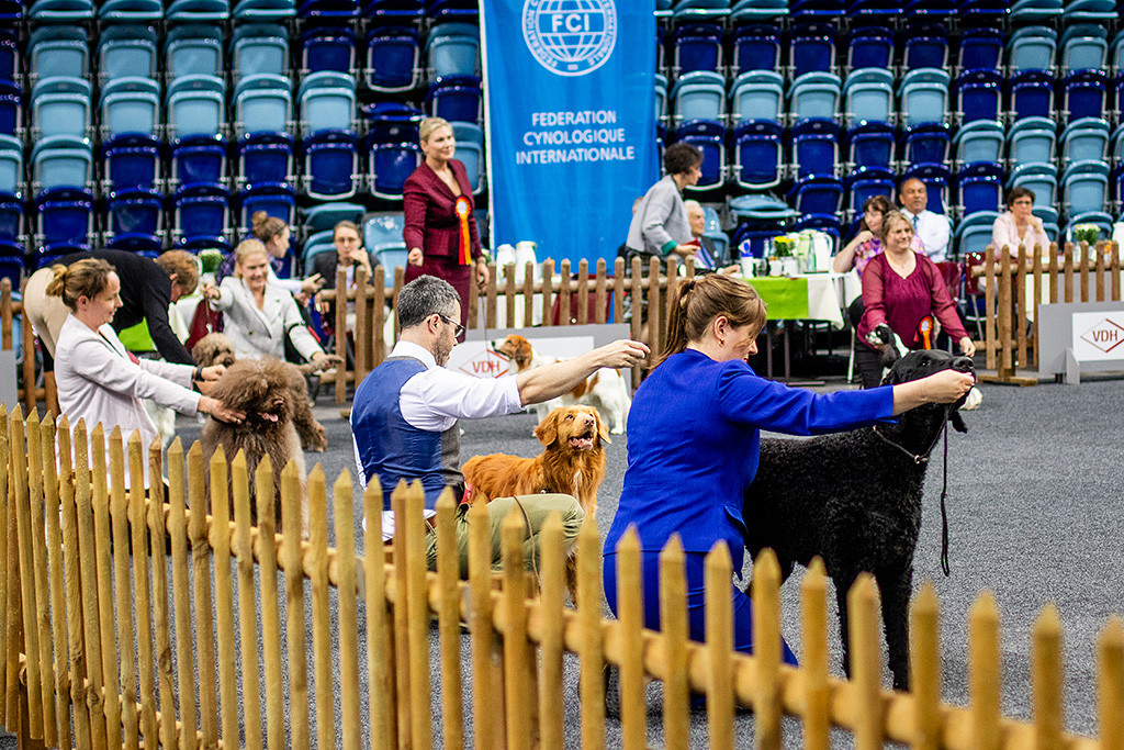 Newton steht zwischen Curly Coated Reteriever und Portugisischem Wasserhund