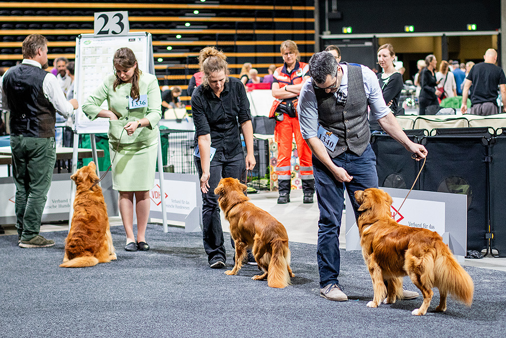 Edison, Newton und der Junghund bei der Wahl zum Rassebesten