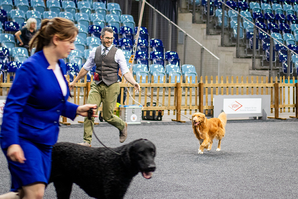 Newton läuft hinter dem Curly Coated Retriever in den Ehrenring ein