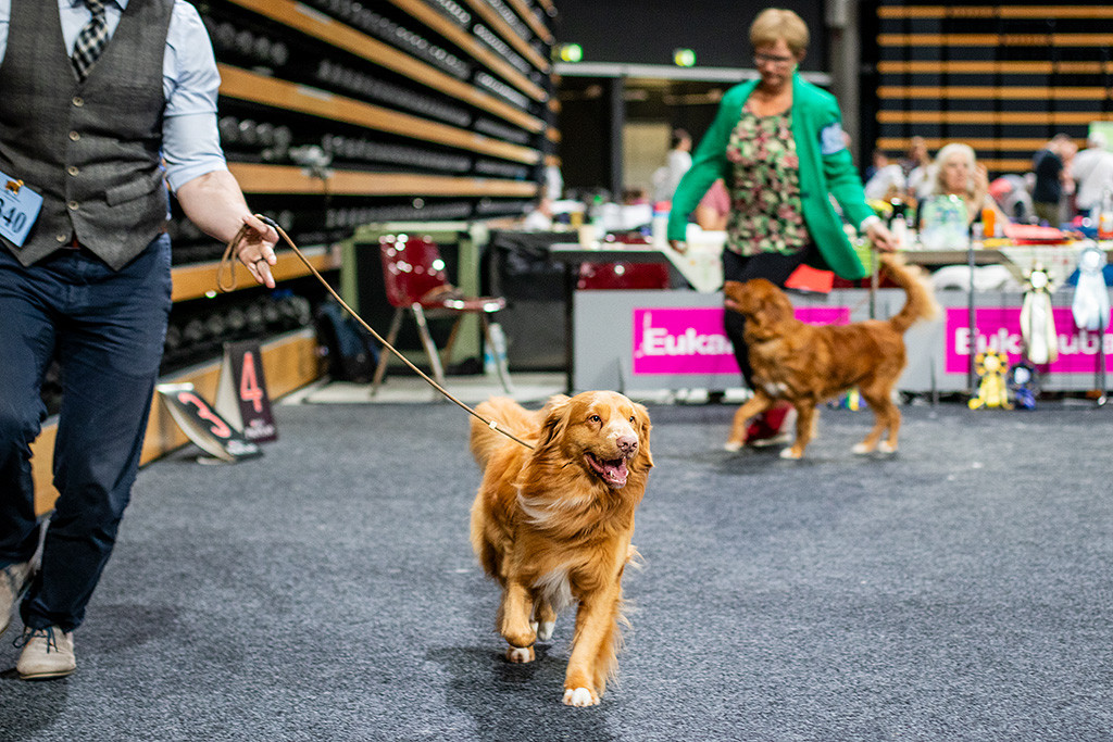 Newton läuft freudig durch den Ring, dahinter Gerja und ihre Junghündin
