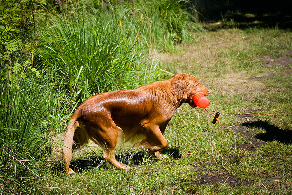 Edison ist gerade mit Dummy im Fang aus dem Wasser gestiegen und läuft triefnass damit an Land