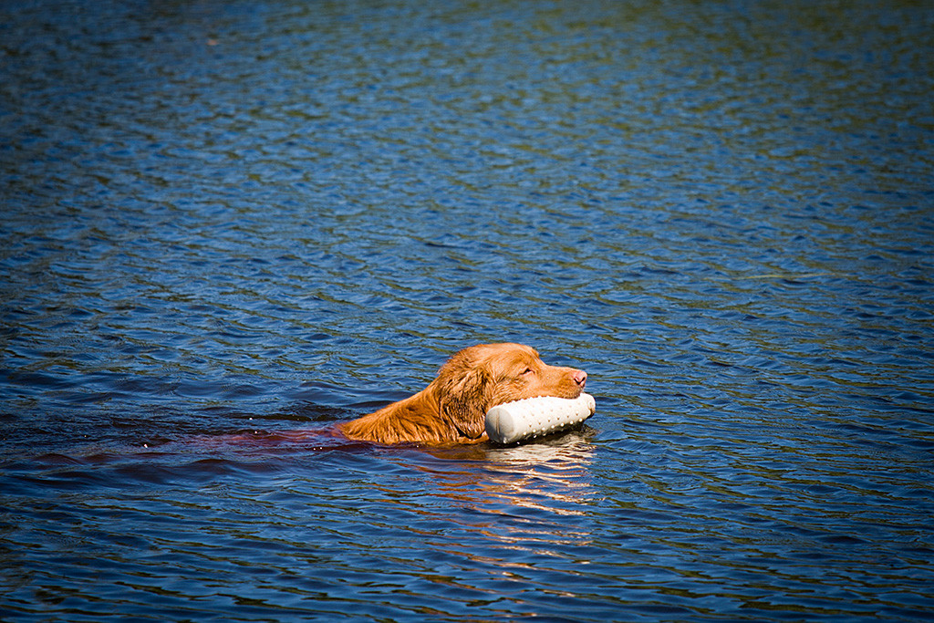 Edison schwimmt mit einem Dummy im Fang von links nach rechts