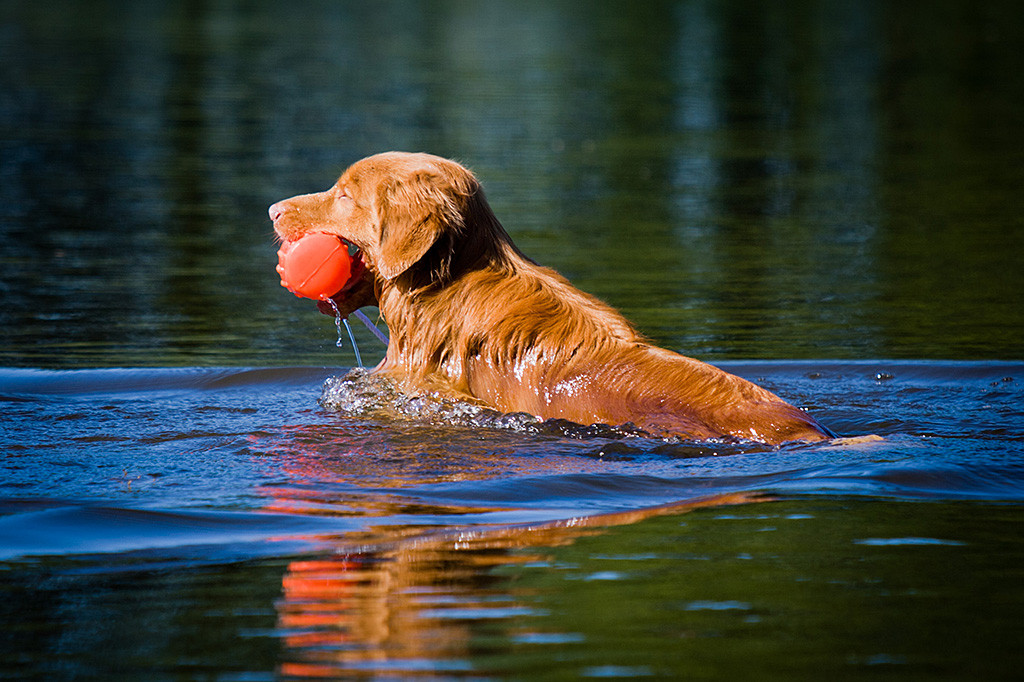 Edison wendet mit einem Dummy im Fang im Wasser und steigt dabei