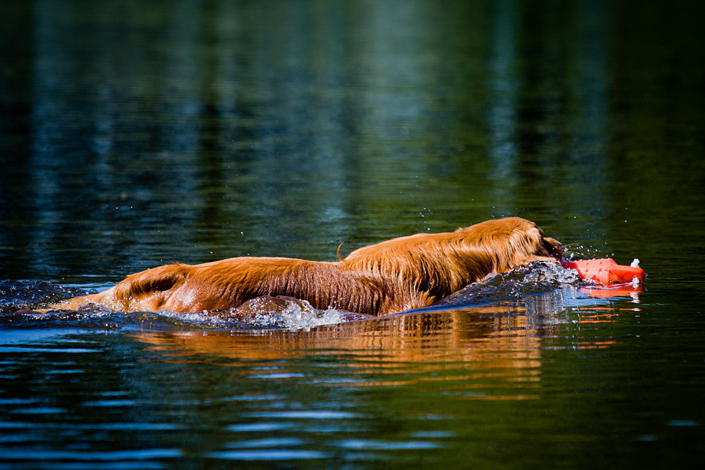 Edison schnappt sich schwimmend einen Wasserdummy mit vollem Körpereinsatz