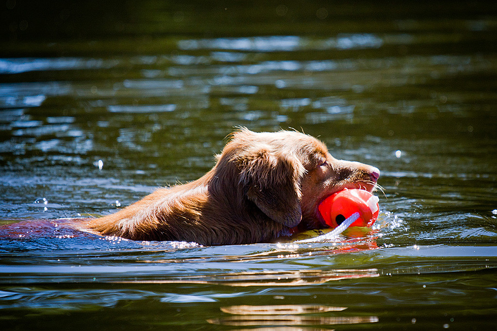Edisons Kopf in Nahaufnahme während er mit Dummy im Fang auf dem Wasser schwimmt