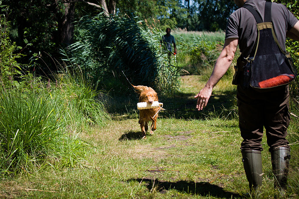 Edison kommt noch vollkommen nass mit einem Dummy im Fang auf Stephan zugerannt