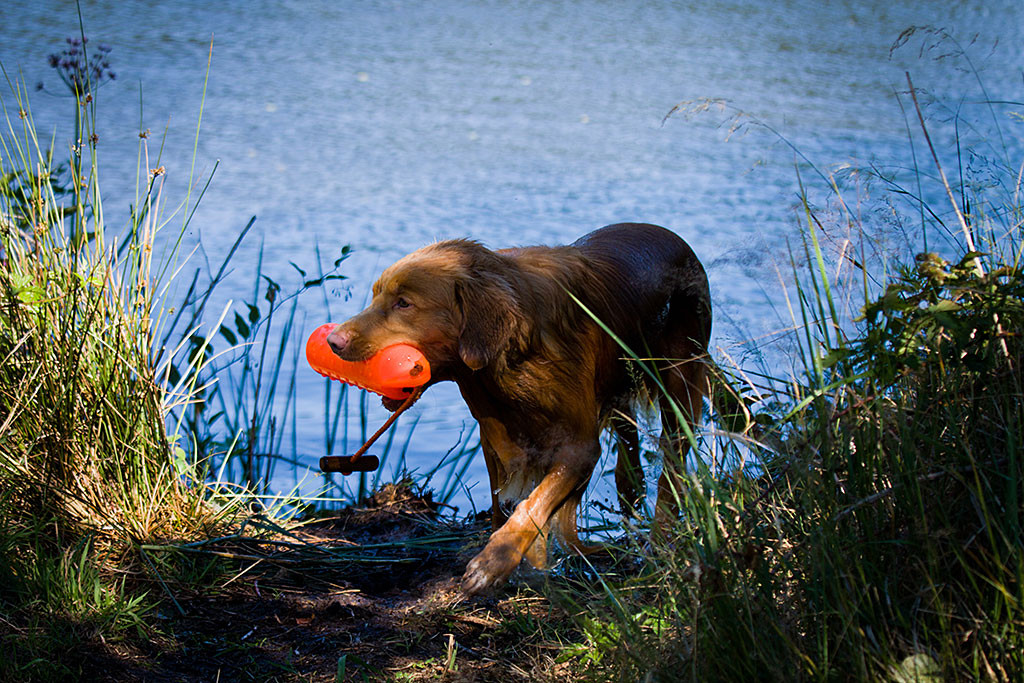 Edison steigt mit einem Dummy im Fang am Ufer aus dem Wasser