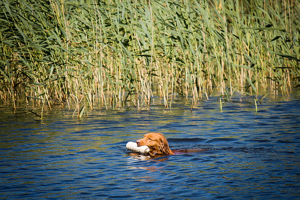 Edison hat sich einen Wasserdummy geschnappt, der vor einer Schilfwand liegt