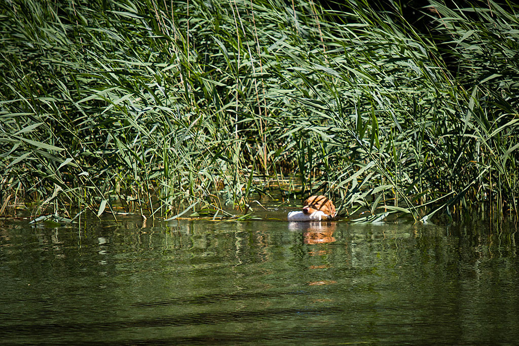 Edison schwimmt mit einem Dummy im Fang aus dem Schilf heraus