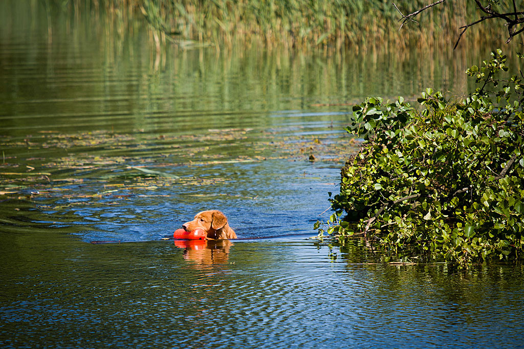 Edison schwimmt mit einem Dummy im Fang an einem Baum vorbei durchs Wasser