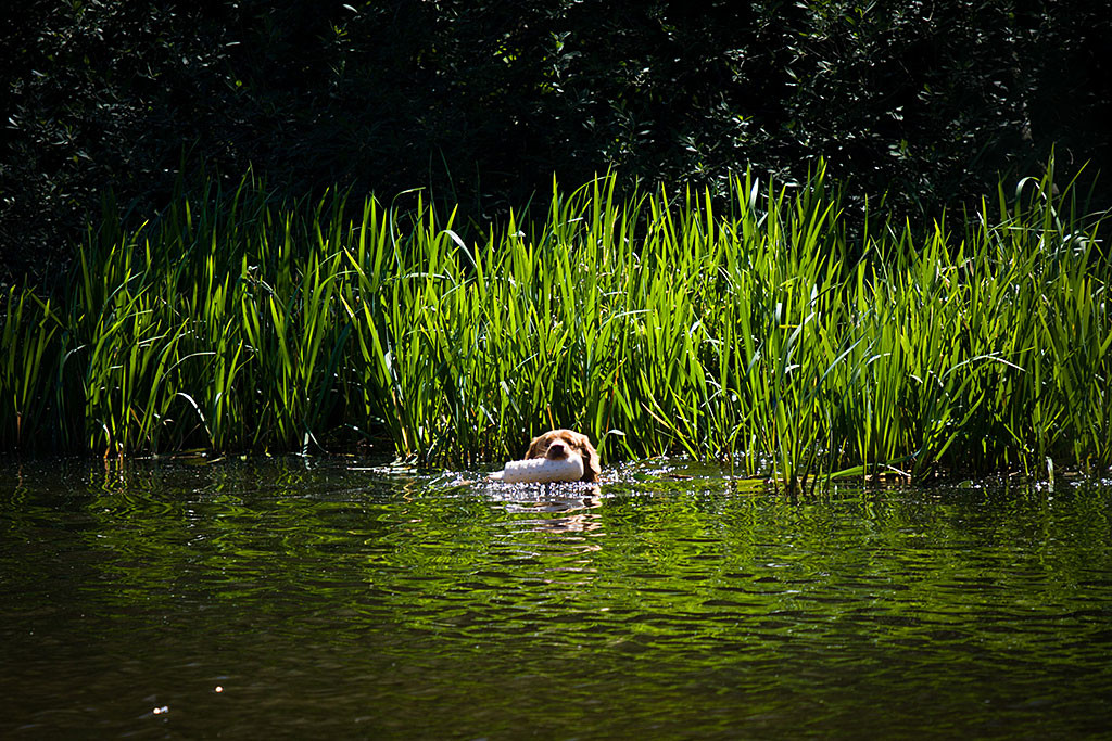 Edison schwimmt mit einem Dummy im Fang auf die Kamera zu, im Hintergrund liegt Schilf