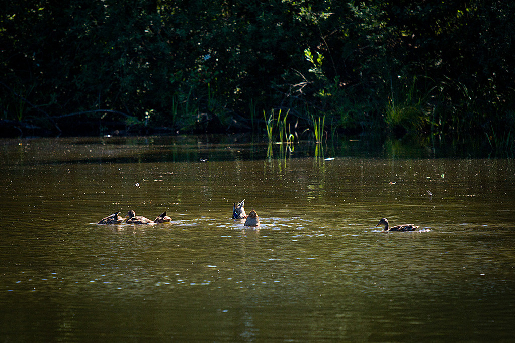 sechs Enten auf dem See, drei davon tauchen ihren Kopf unter Wasser