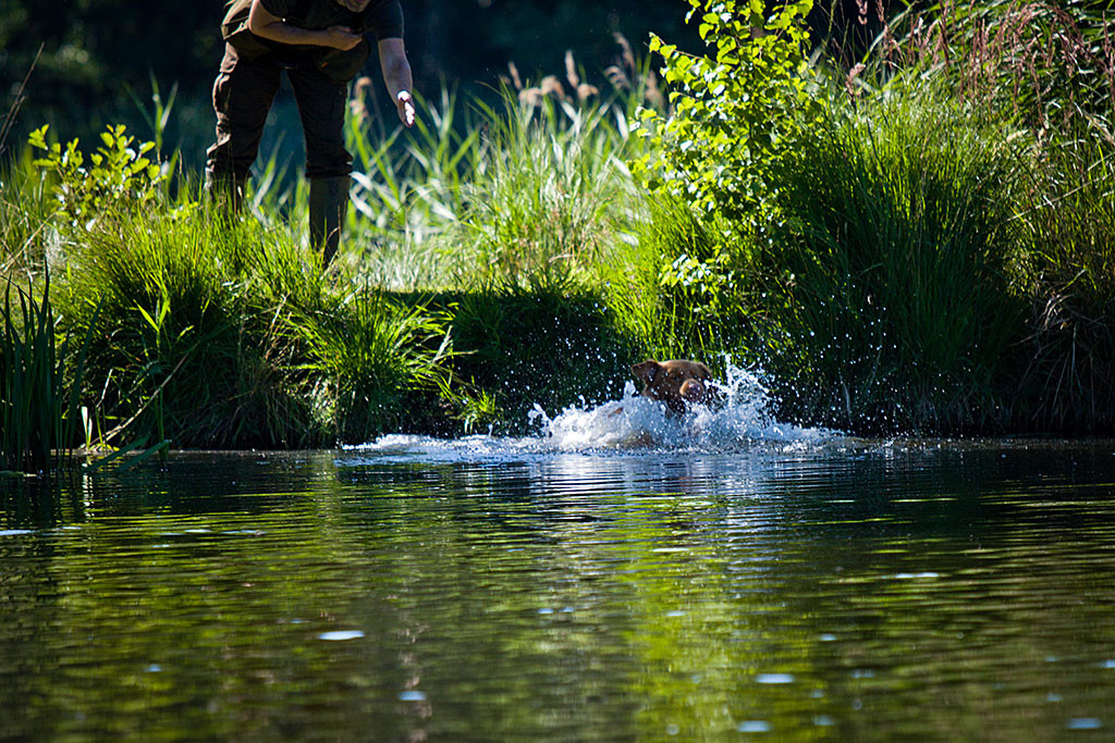 Edison wird von Stephan geschickt und springt dabei vom Ufer ins Wasser