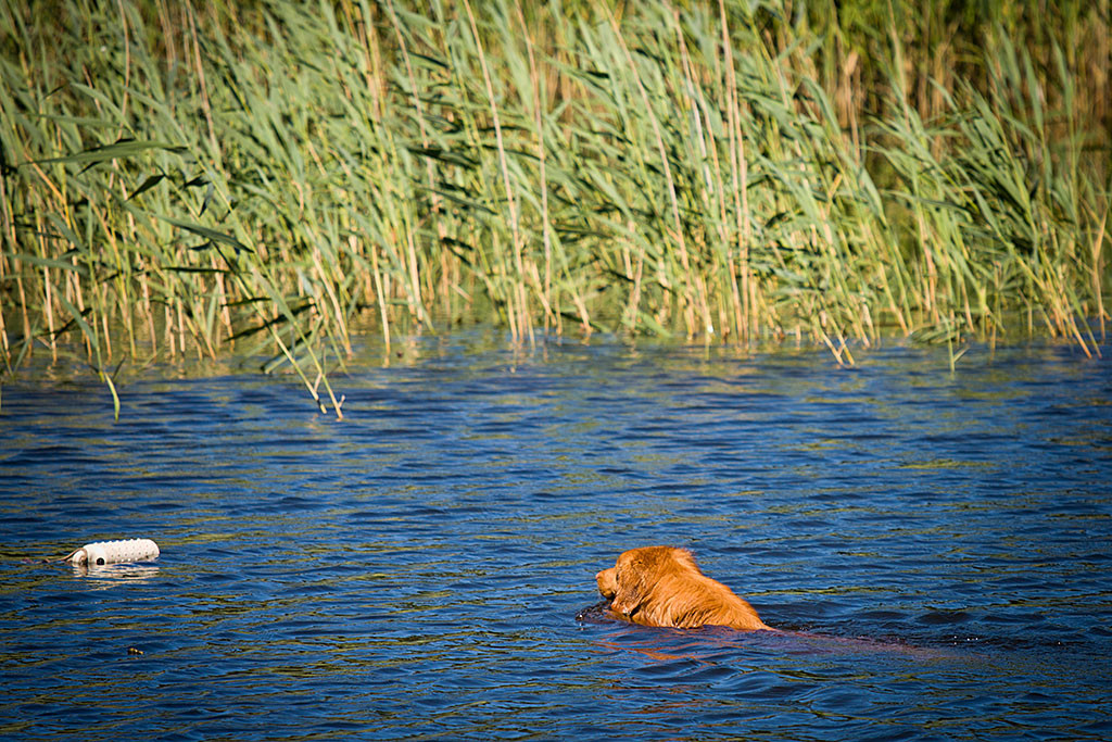 Edison schwimmt auf einen Dummy zu, der vor einer Schilfwand liegt