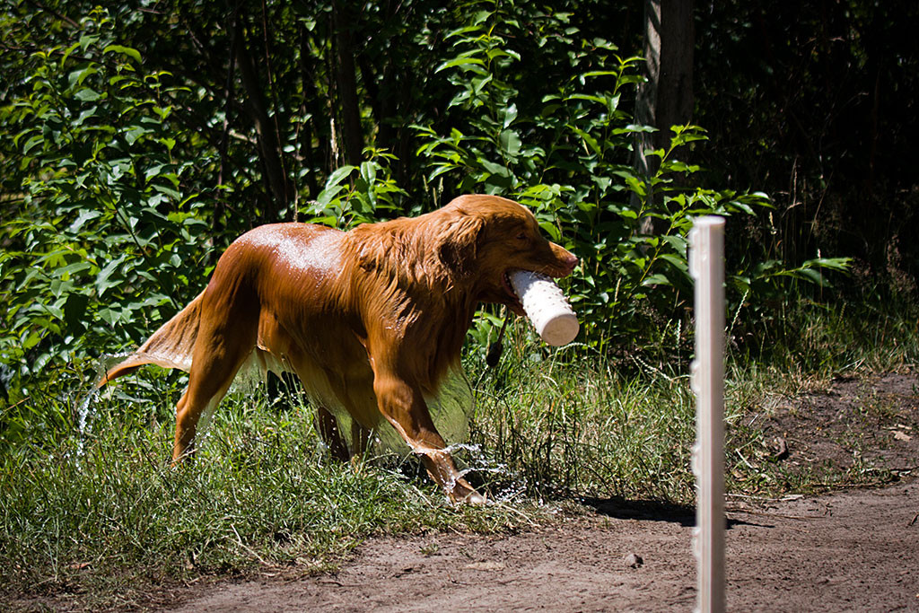 Edison trägt einen Dummy im Fang während das Wasser an ihm herunterläuft