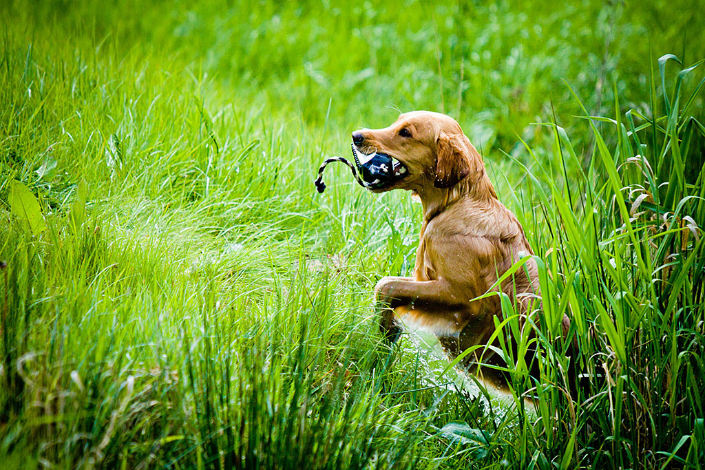 Golden Retriever Mira mit Dummy im Fang beim Ausstieg aus dem Wasser