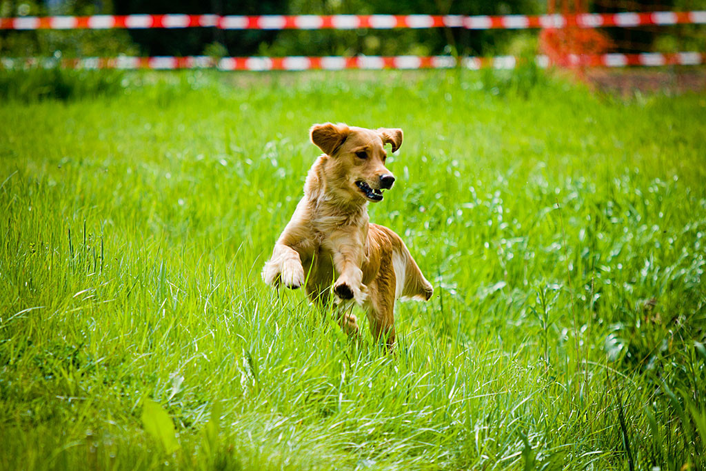 Golden Retriever Mira springt am Ufer entlang