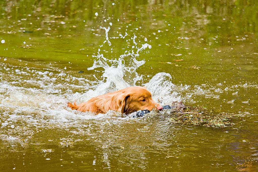 Edison schnappt sich den Dummy im Wasser