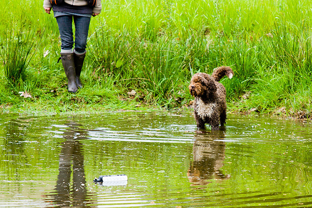 Französischer Wasserhund Irma bis zum Bauch im Wasser vor ihr ein Dummy