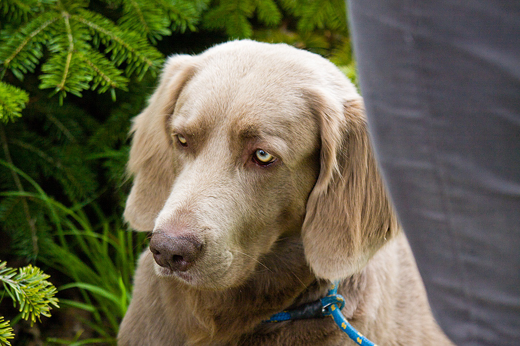 Langhaar Weimaraner Sam in Nahaufnahme