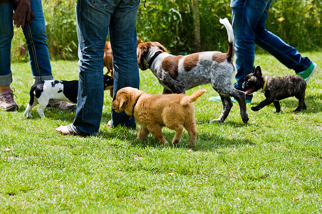 Toller Edison in seiner Welpengruppe