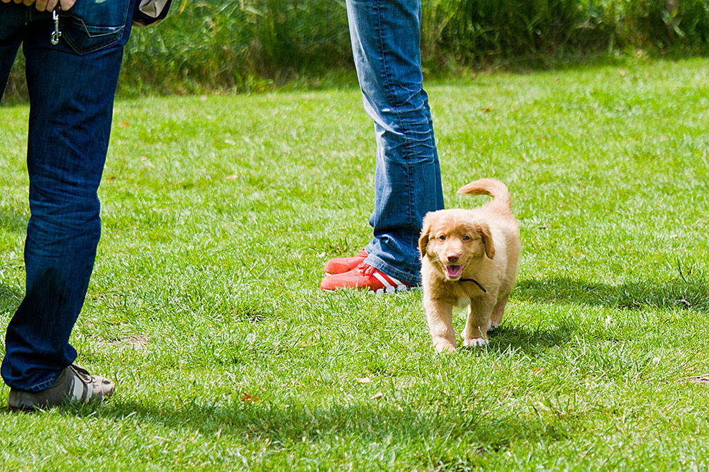 Edison auf der Wiese