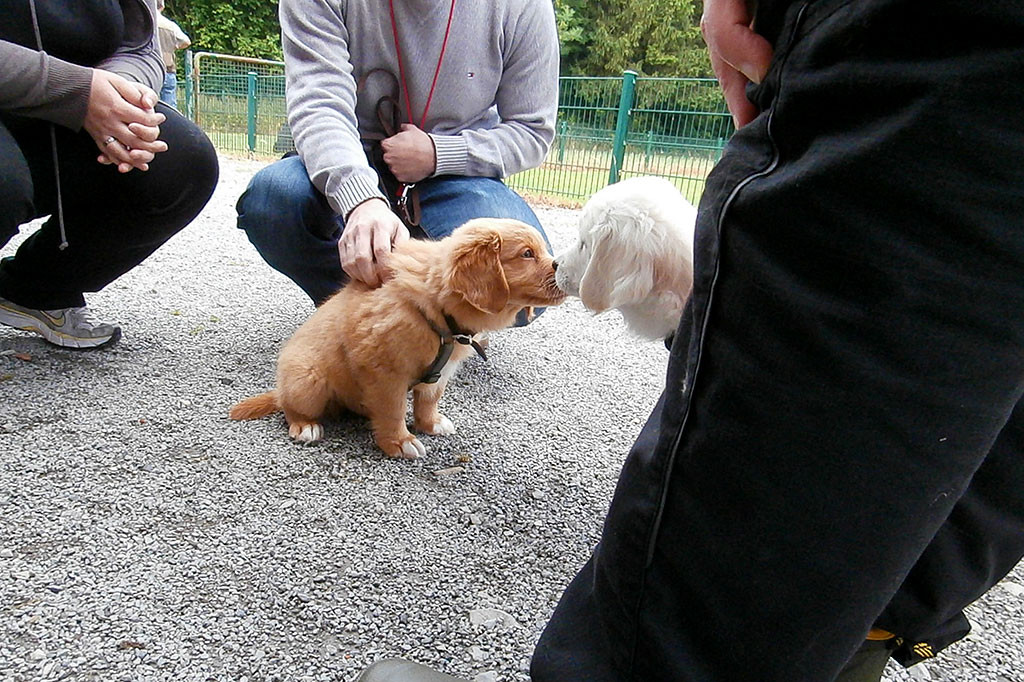 Edison trifft Lina, eine weiße Golden Retriever Hündin
