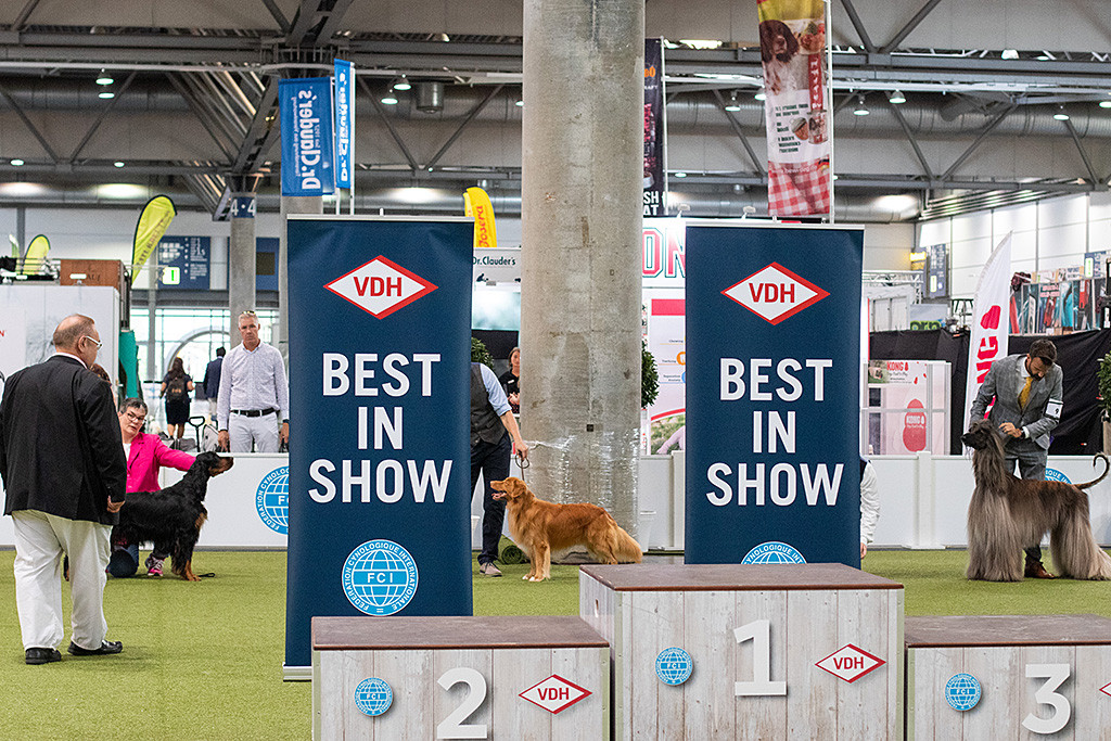 Edison neben dem Gordon Setter, noch zu sehen ist der Afghanische Windhund, der Richter schaut sich alle an