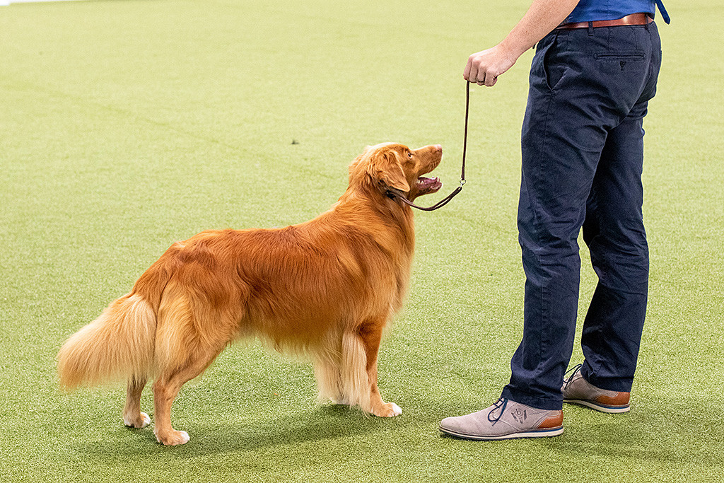 Edison steht in perfekter Position vor Stephan