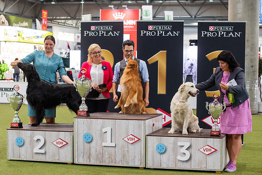 Edison sitzt auf dem Gewinnerpodest auf Platz 1 neben dem Flat Coated und dem Golden Retriever und macht Männchen um Stephan einen Kuss zu geben