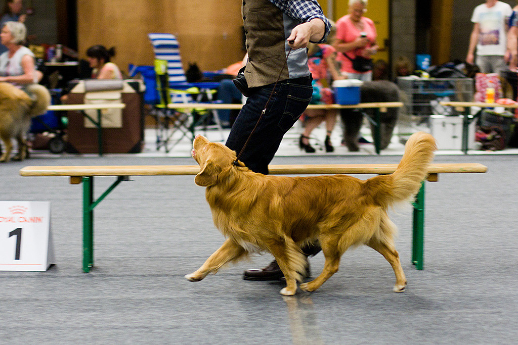 Edison läuft geführt von Stephan durch den Ring