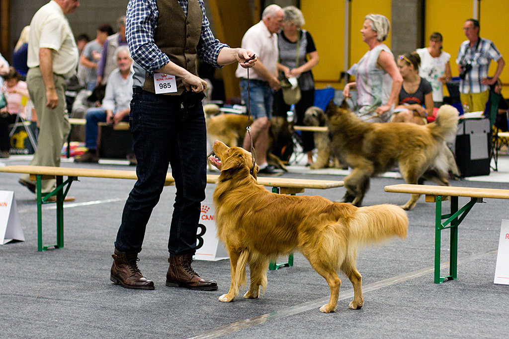 Edison steht vor Stephan mit voller Körperspannung bis in die Schwanzspitze und schaut ihn an