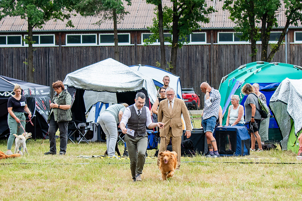 Edison läuft an Stephans Seite auf der Geraden vom Richter weg, der sich von hinten das Gangwerk anschaut