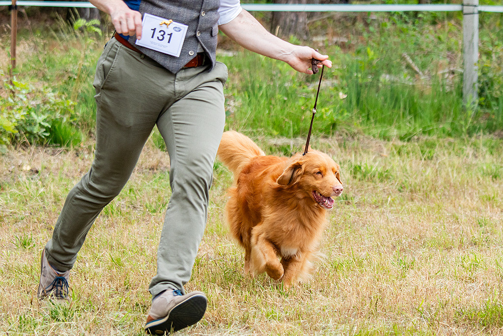 Edison läuft an Stephans Seite freudig durch den Ring