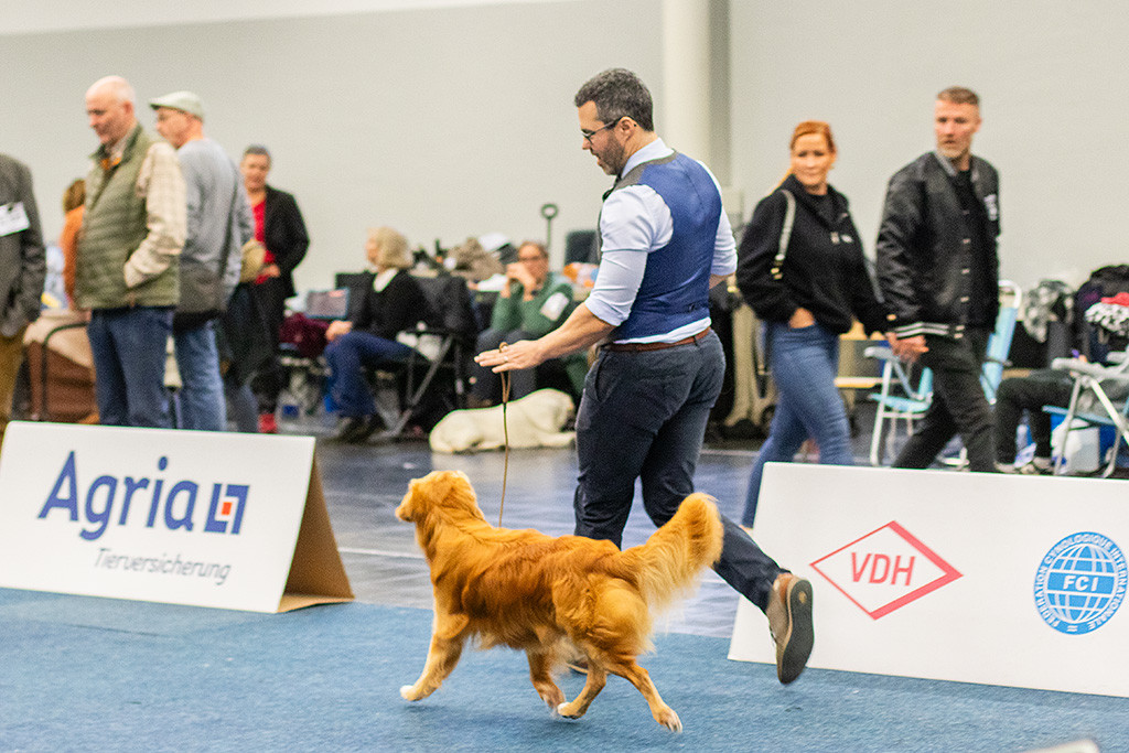 Newton läuft an Stephans Seite im perfekten Kreuzgang durch den Ring