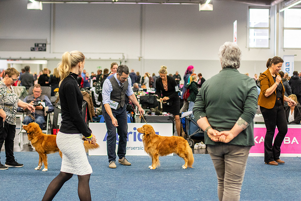 Newton steht aufgereiht zusammen mit den anderen erwachsenen Rüden für den Tagestitel