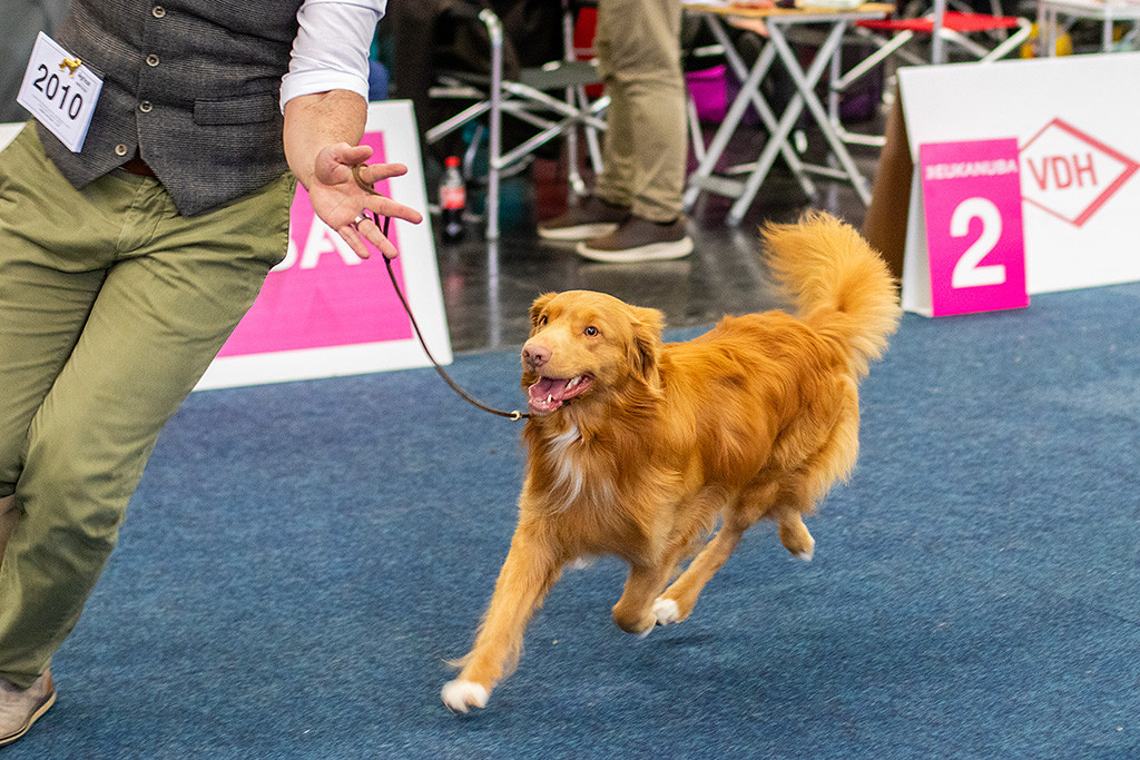 Newton fliegt förmlich durch den Ring, keine Pfoten am Boden