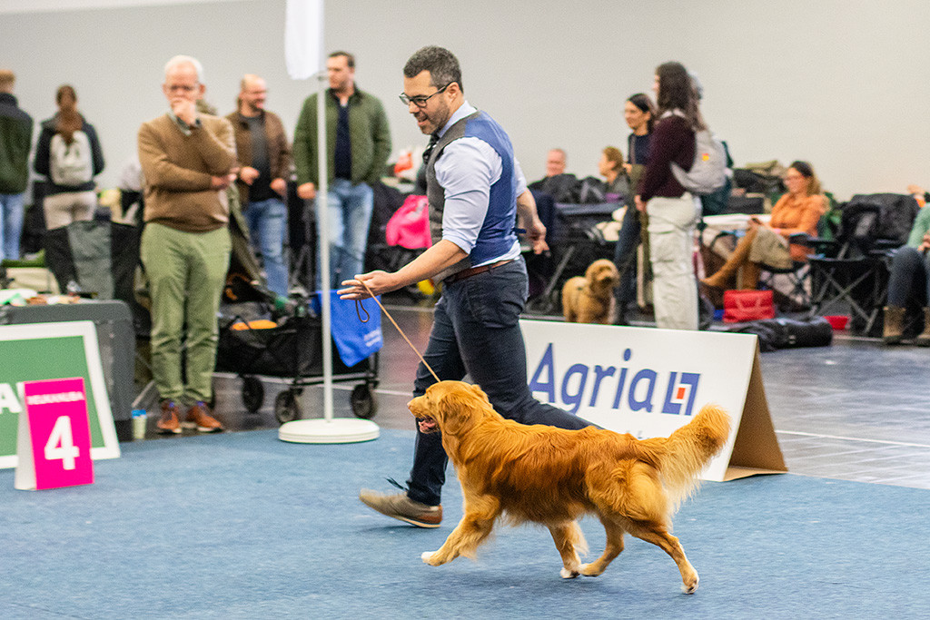 Newton läuft im perfekten Kreuzgang an Stephans Seite durch den Ring