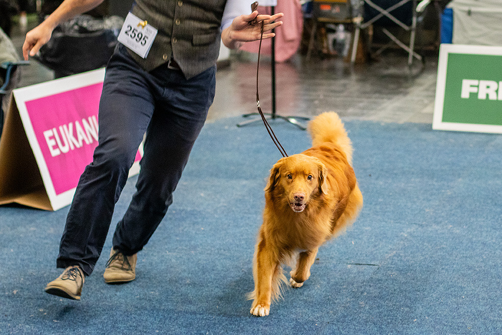 Edison läuft an Stephans Seite schwungvoll durch den Ring