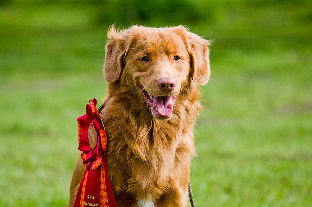 Edison mit seitlich angehängter Rosette für den ersten Platz