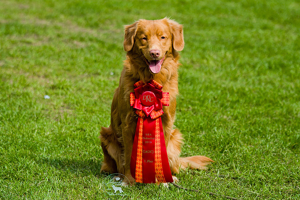 Edison sitzend von vorn mit angehängter Rosette und Glastrophäe im Vordergrund