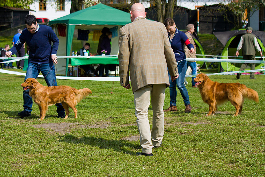 Edison mit Skeet im Ring zur Wahl des besten Rüden
