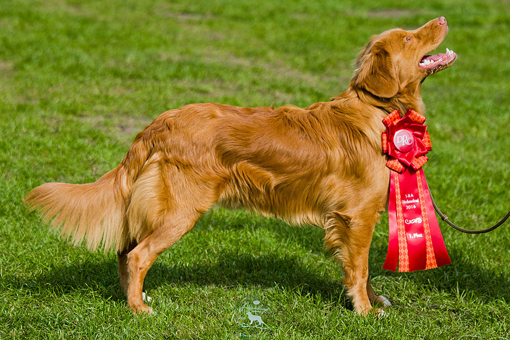 Edison posiert seitlich mit angehängter Rosette und Glastrophäe im Vordergrund