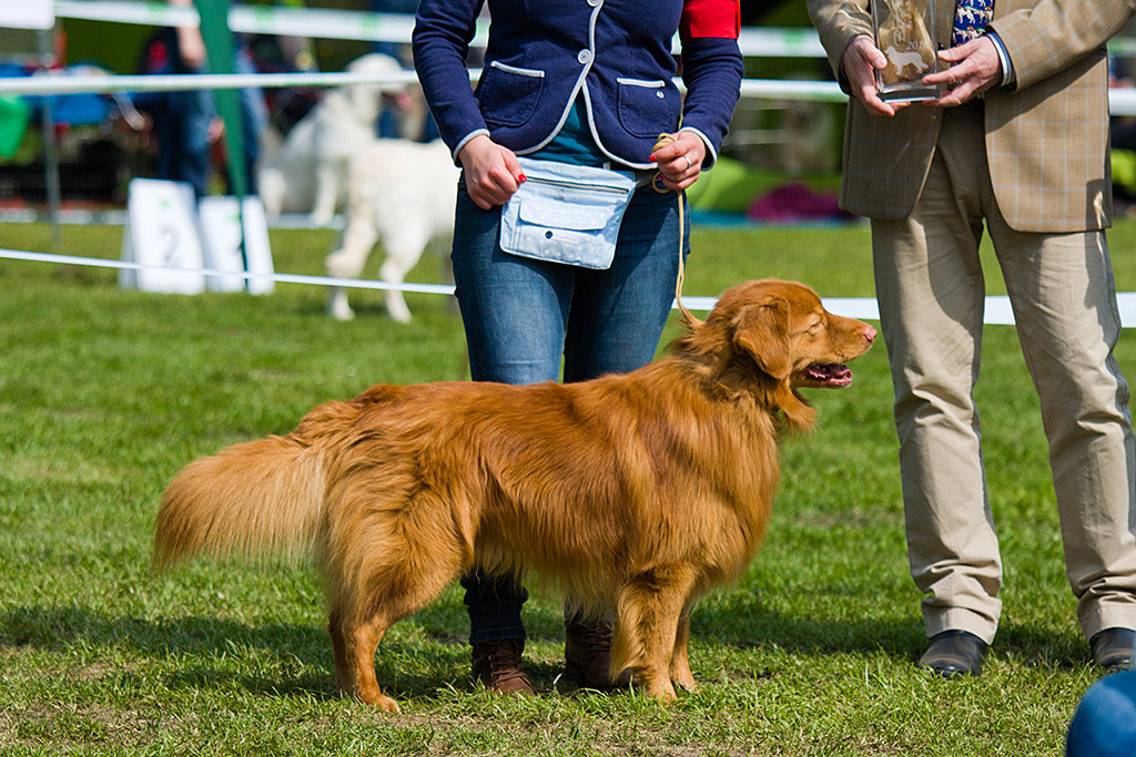 Red Raisins Skeet Bayard, bester Rüde und BOB