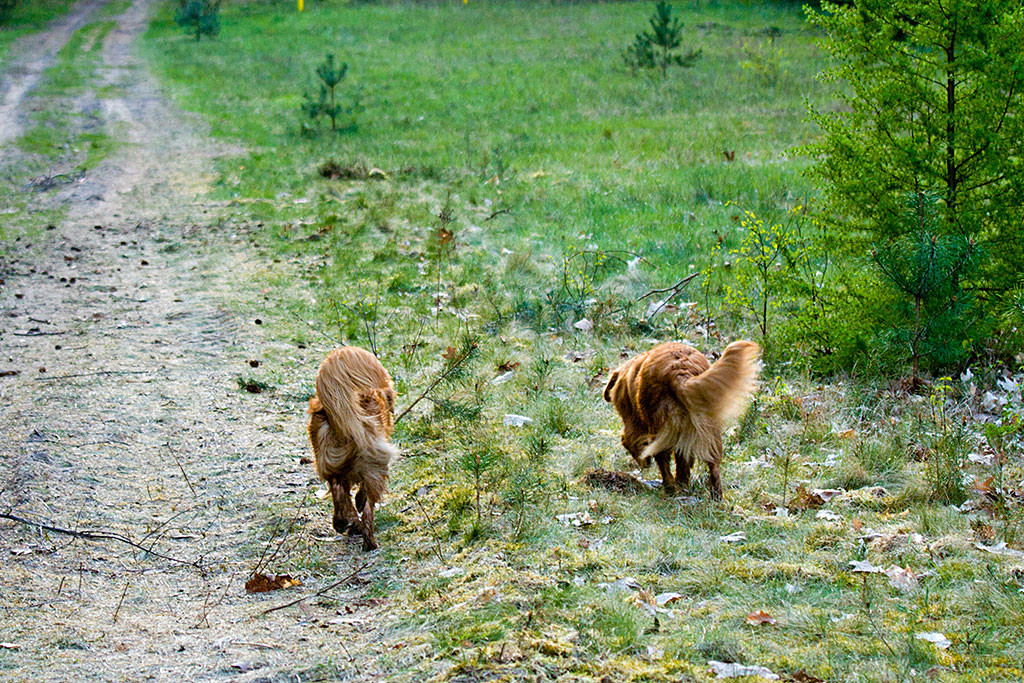 Edison und Etu laufen mit erhobenen Ruten vor uns her