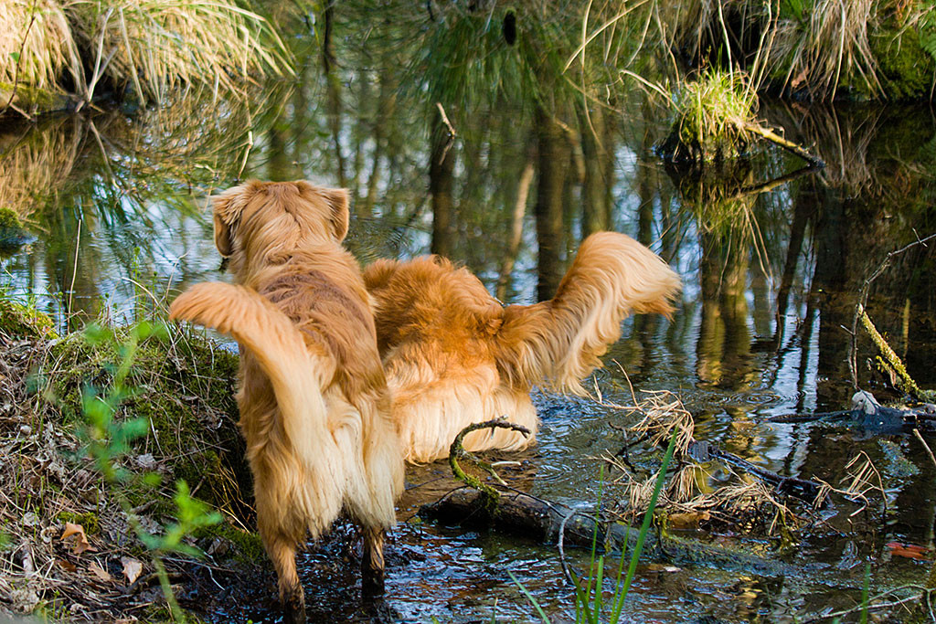 Edison und Etu gehen gemeinsam in einen Tümpel