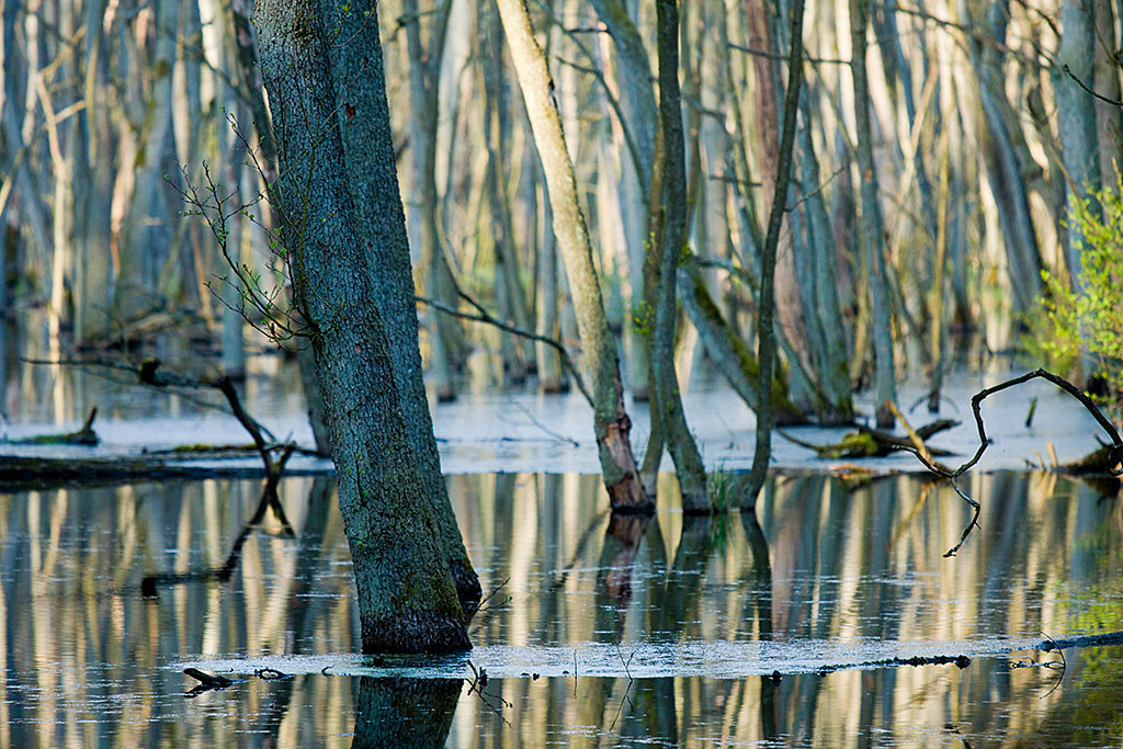 Brieselang Moorgebiet