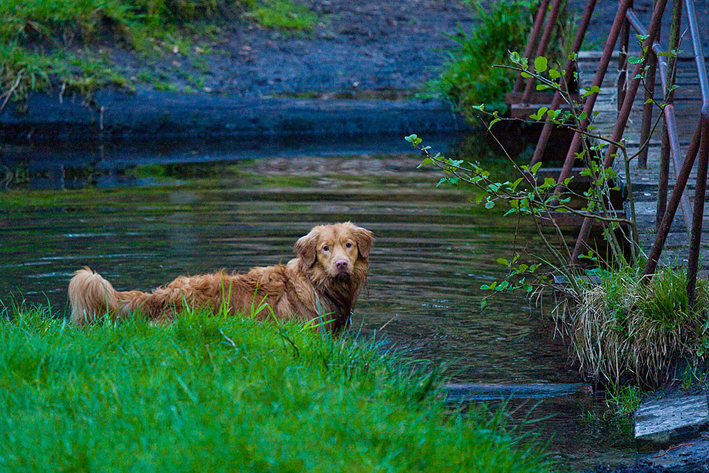 Etu bis zum Bauch im Wasser schaut ertappt
